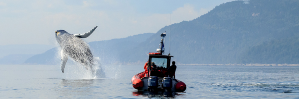 Perfect Pairings: Whale Watching in the Saguenay-St. Lawrence Marine Park