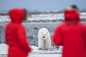 Encountering Polar Bears | Destination Canada